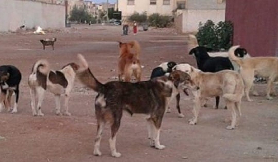 كلاب ضالة تعترض طريق طفلة بمدينة جرسيف